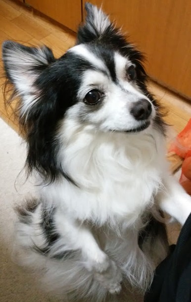 f:id:tokuichi:20170206190840j:plain