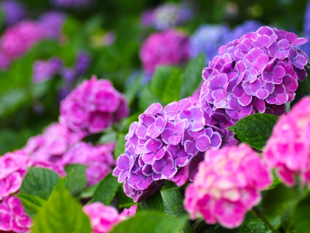 f:id:tokupanman:20190525220319j:plain