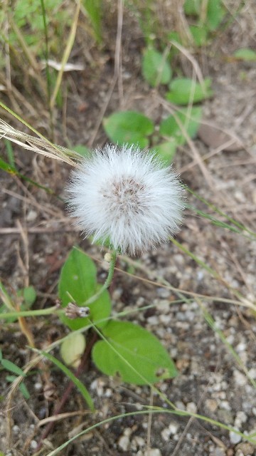f:id:tokurika:20210629004733j:image f:id:tokurika:20210629004733j:image