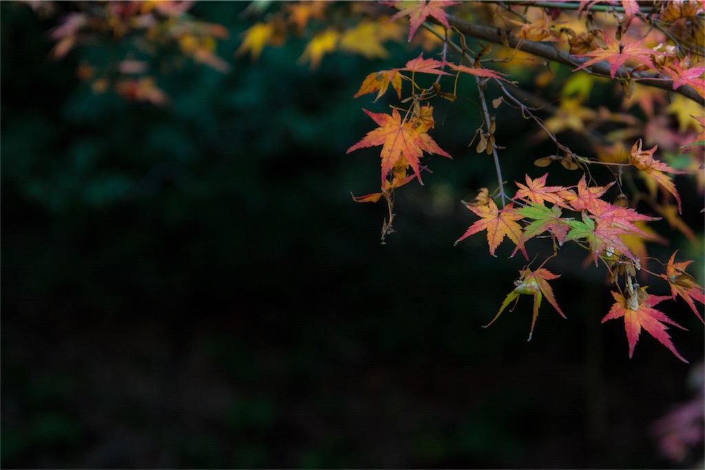 f:id:tokuzou0804:20181111214032j:image f:id:tokuzou0804:20181111214032j:image