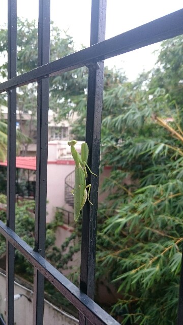 f:id:tokyo-bangalore:20170830002332j:image f:id:tokyo-bangalore:20170830002332j:image