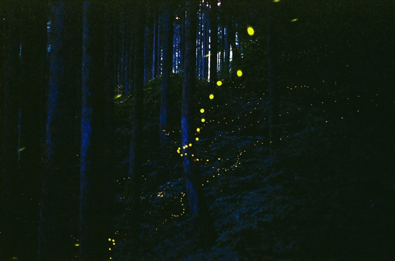 ヒメボタルの写真