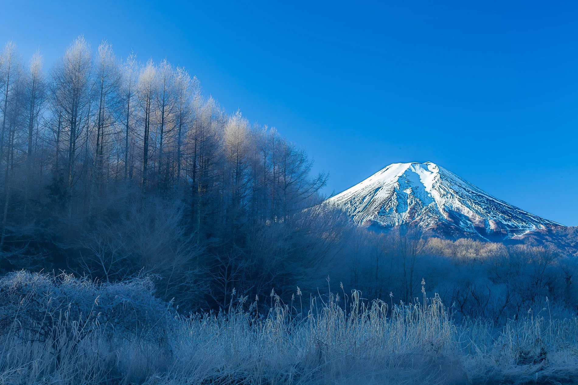 忍野より富士山と霧氷