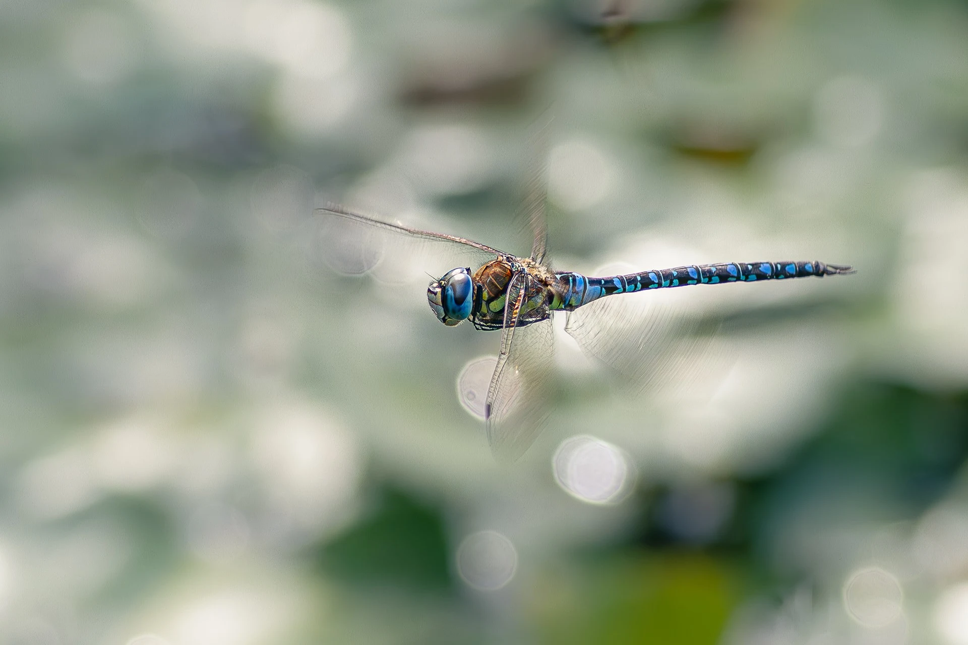 マダラヤンマ（オスのホバリング）