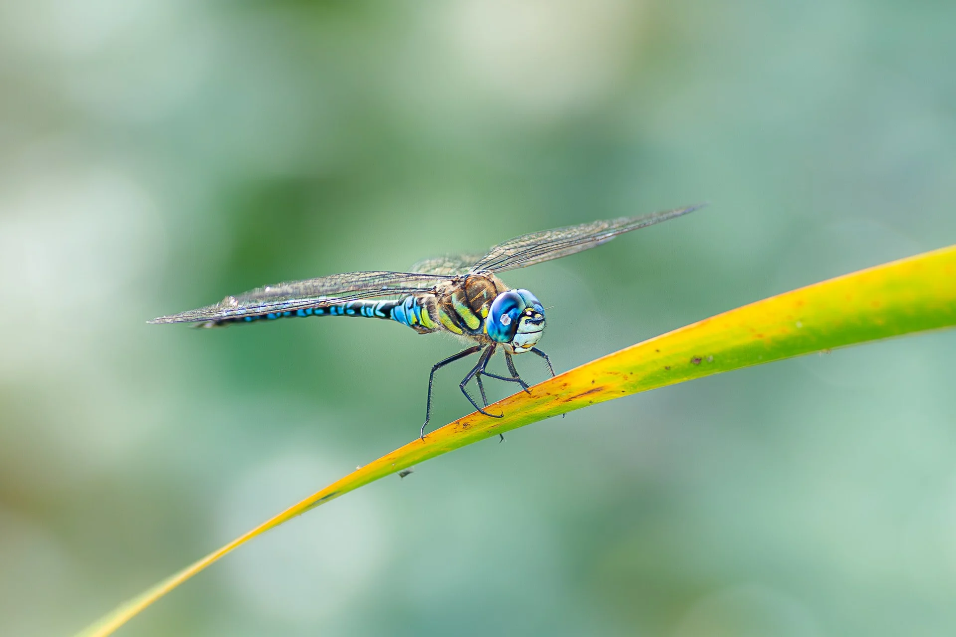 マダラヤンマ（オス）