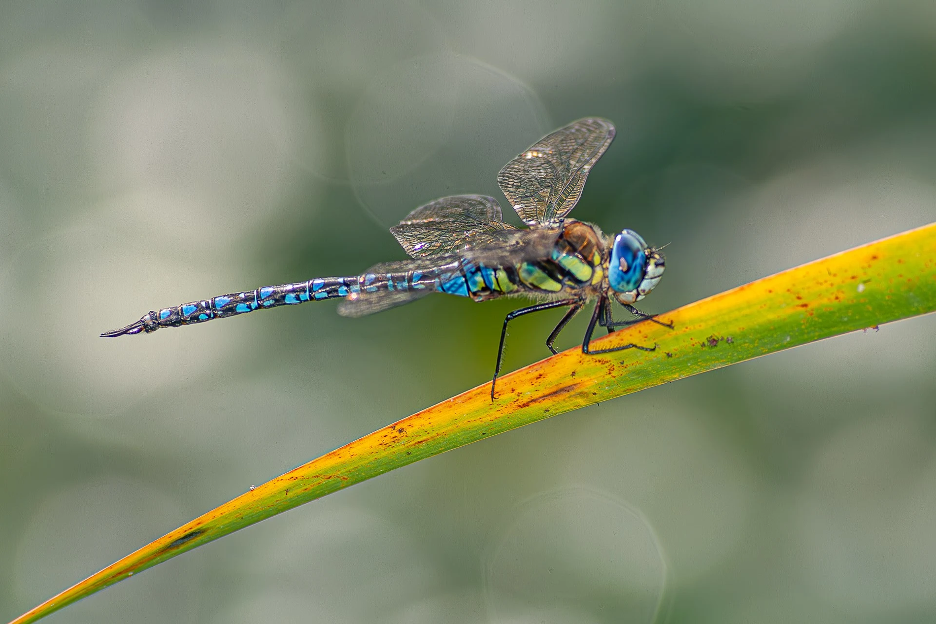 マダラヤンマ（オス）