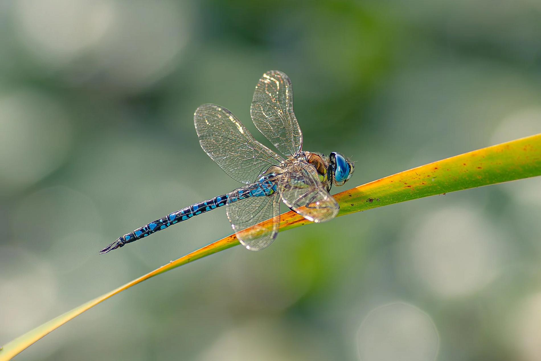 マダラヤンマ（オス）