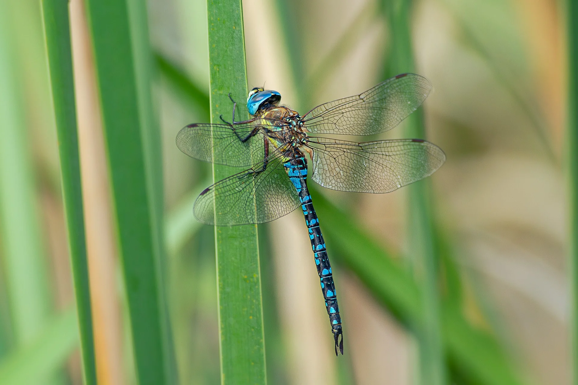 マダラヤンマ（オス）