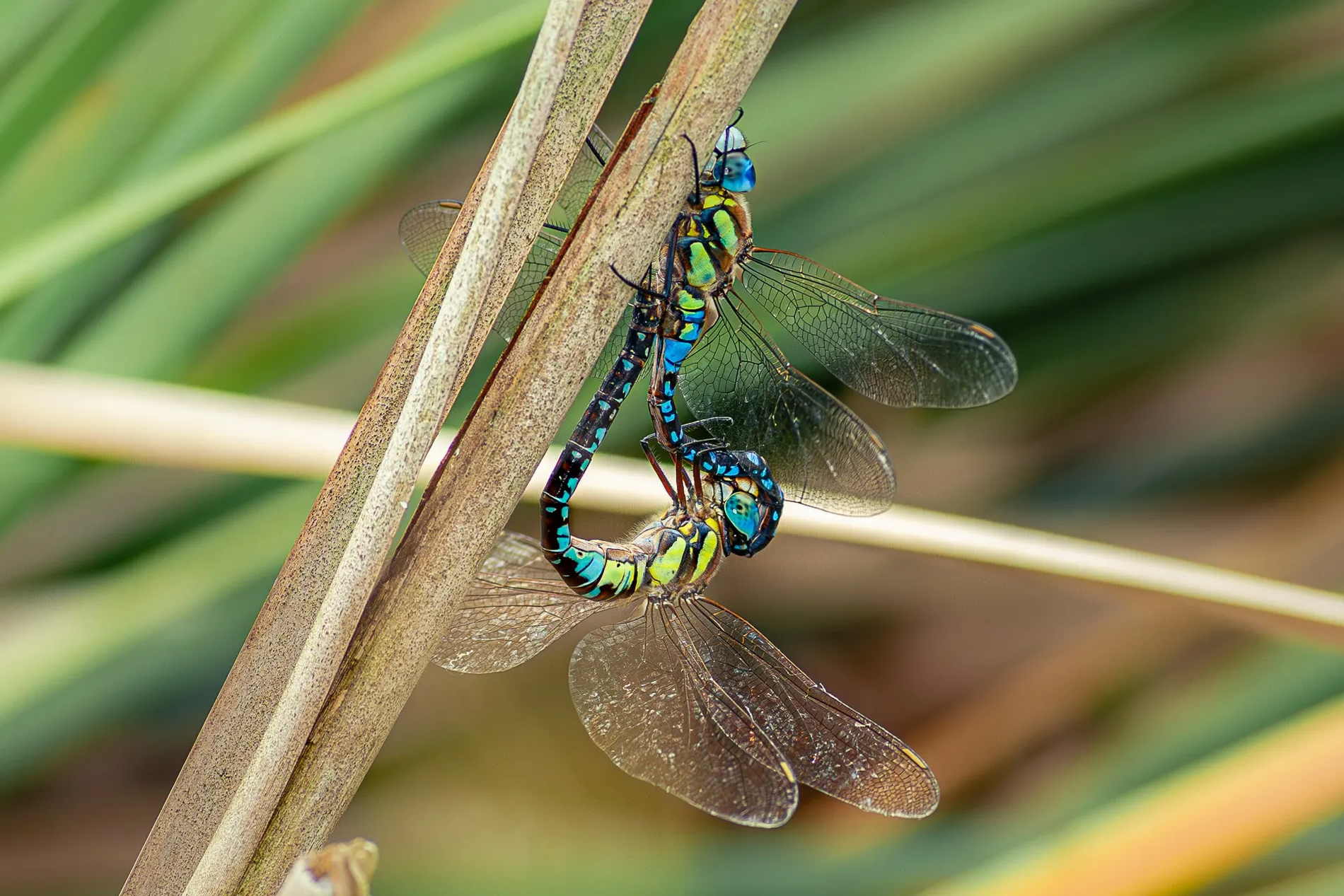 マダラヤンマ（交尾態）