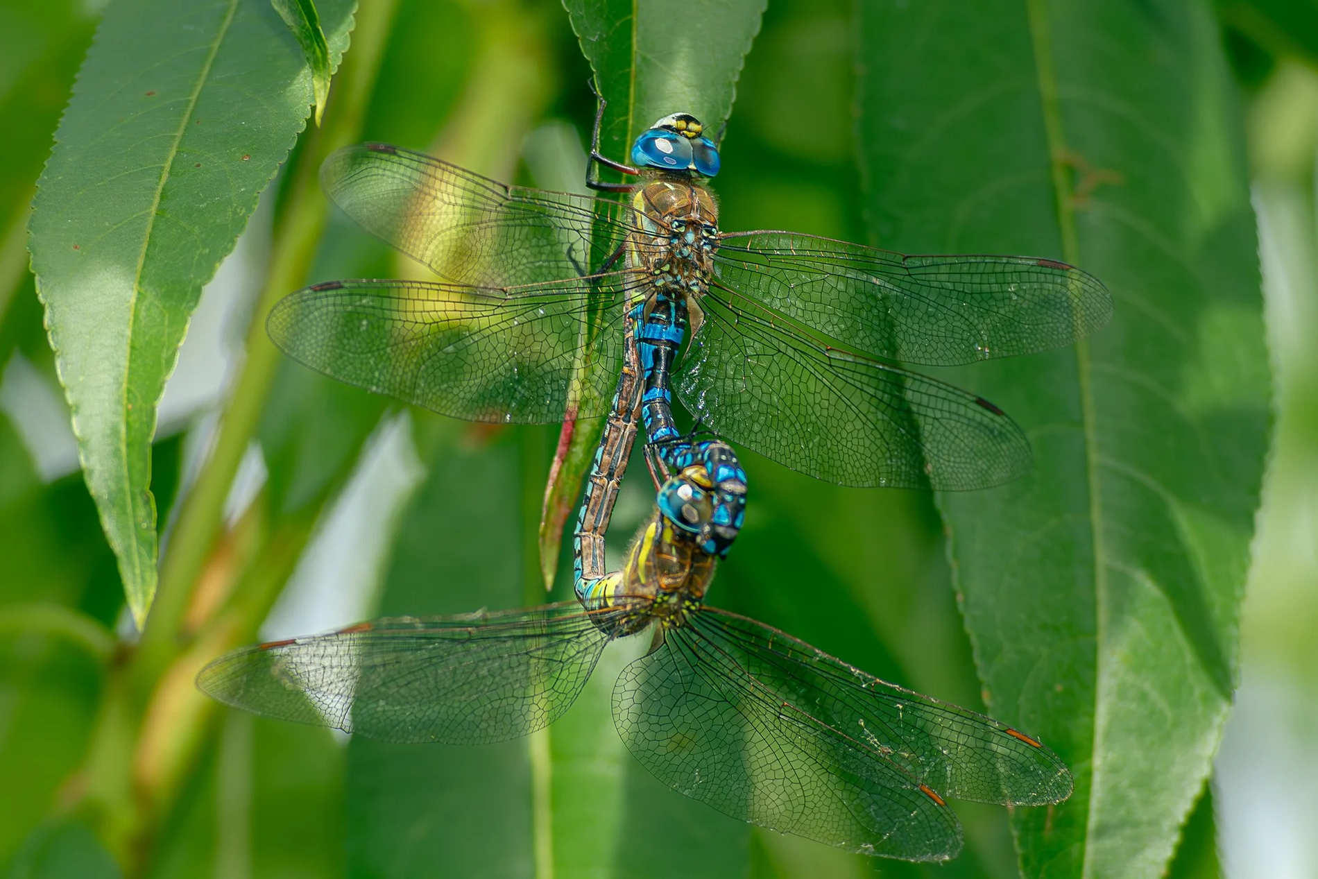 マダラヤンマ（交尾態）