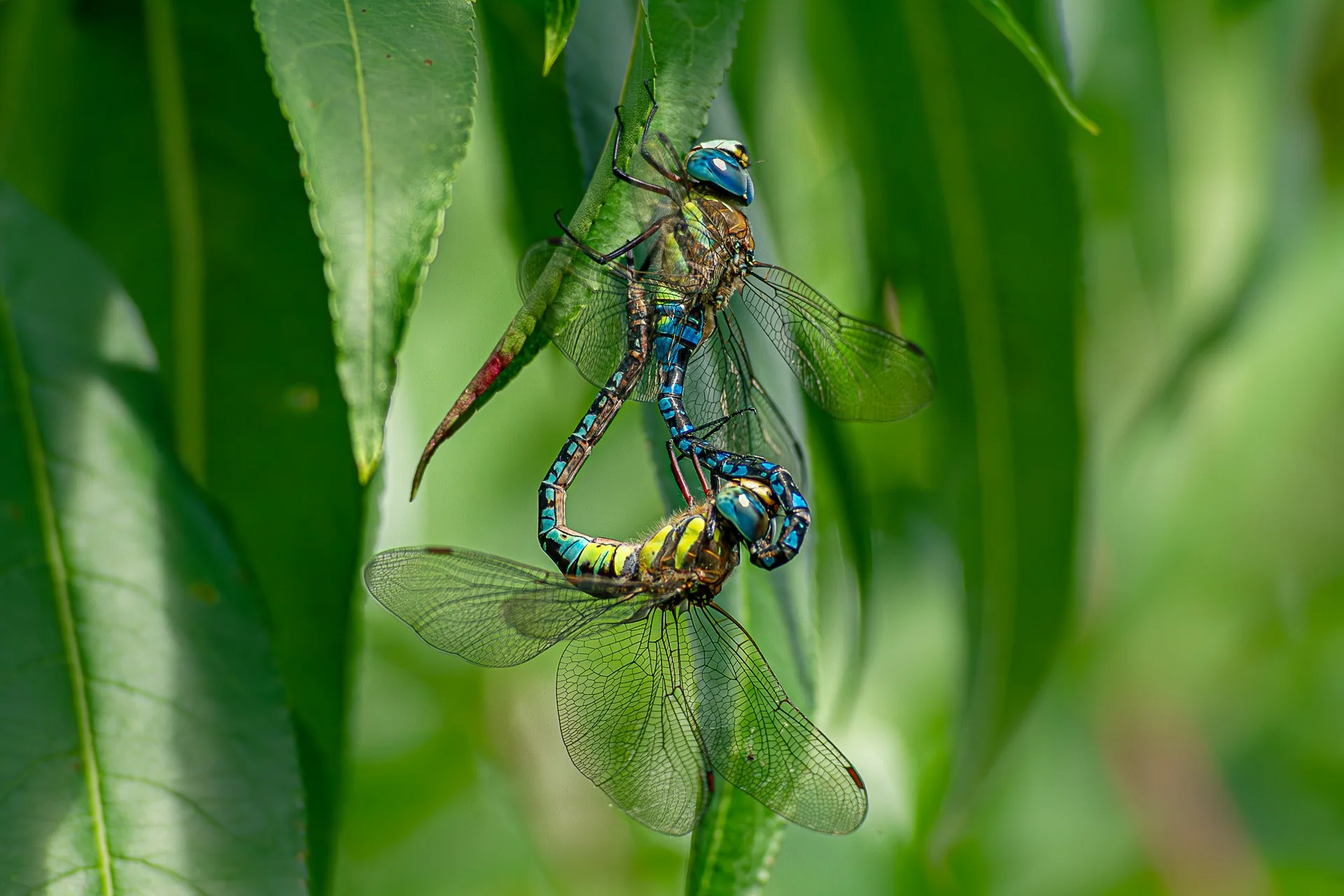マダラヤンマ（交尾態）