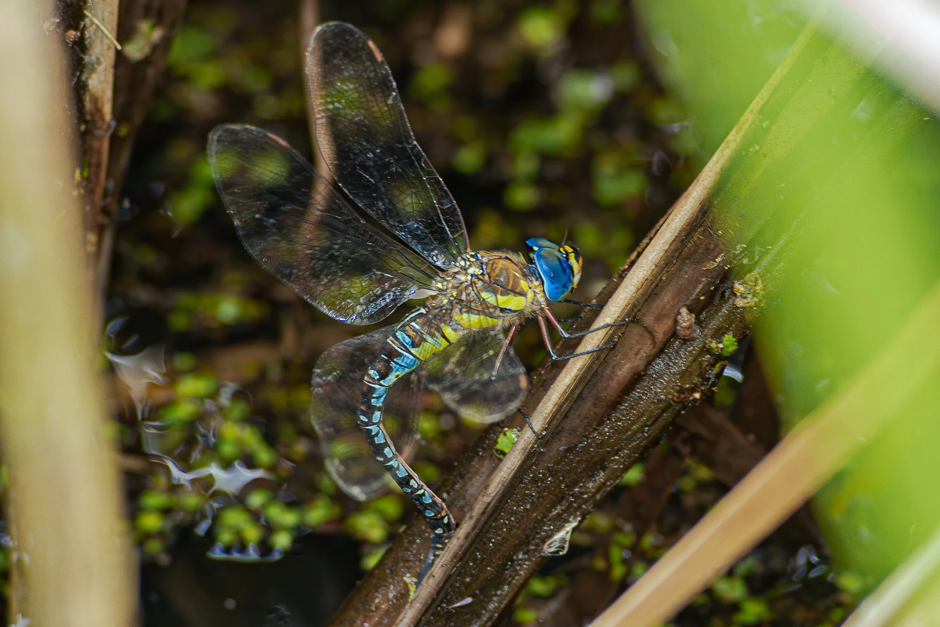 マダラヤンマ（産卵）