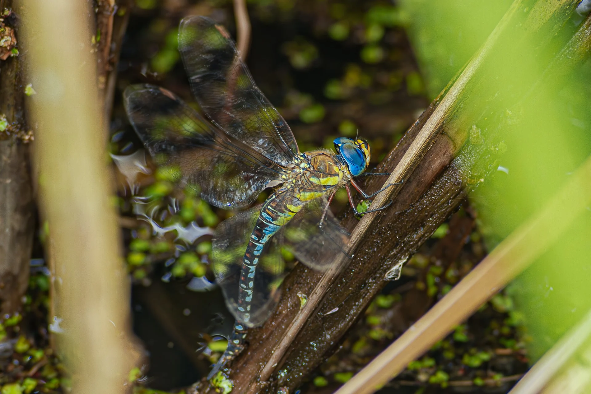 マダラヤンマ（産卵）