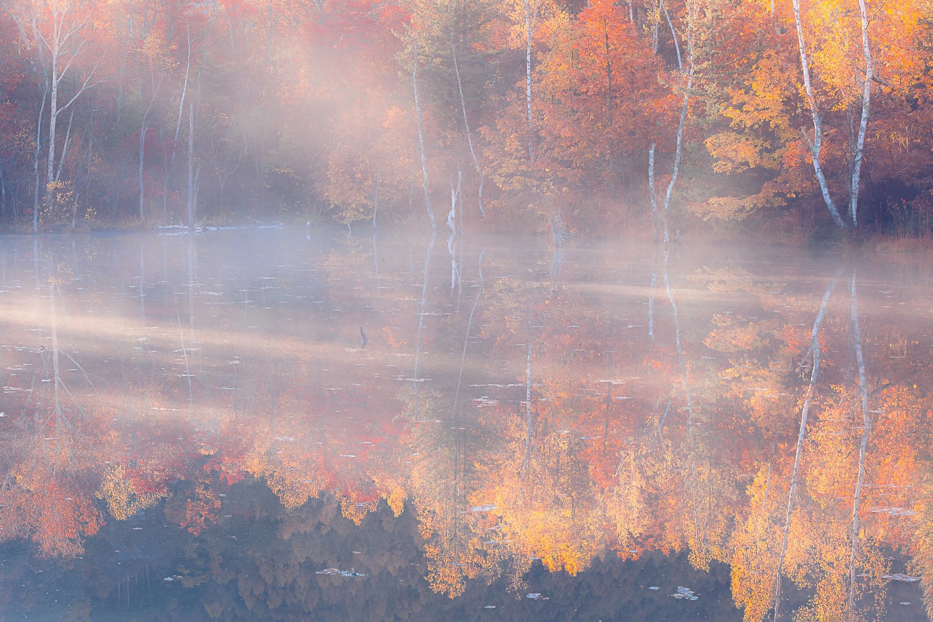 まいめの池の紅葉