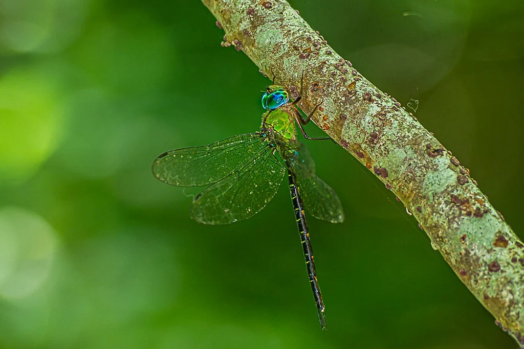カトリヤンマの写真