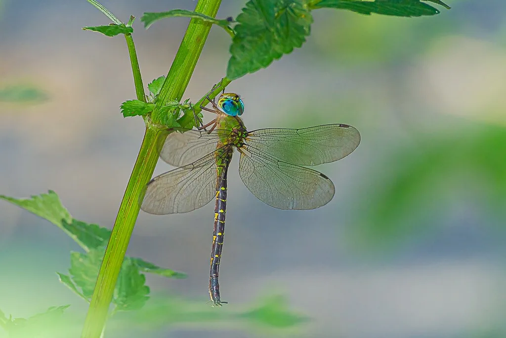 カトリヤンマの写真