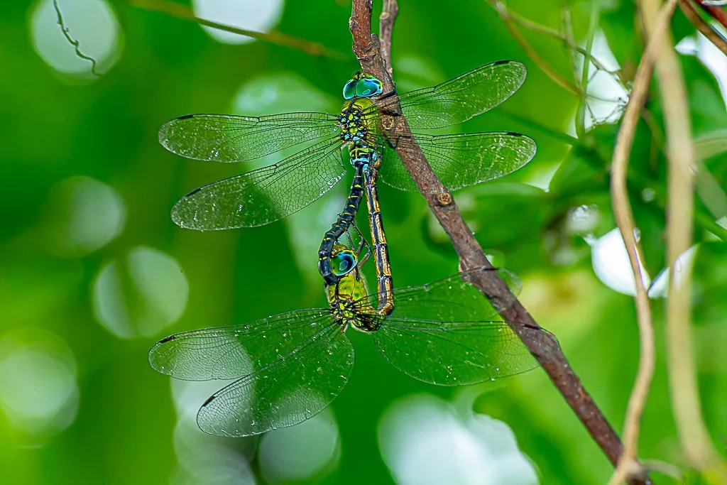 カトリヤンマ（交尾態）の写真