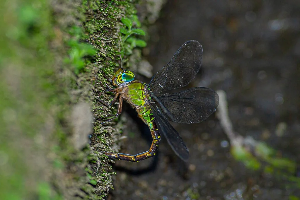 カトリヤンマ（産卵）の写真