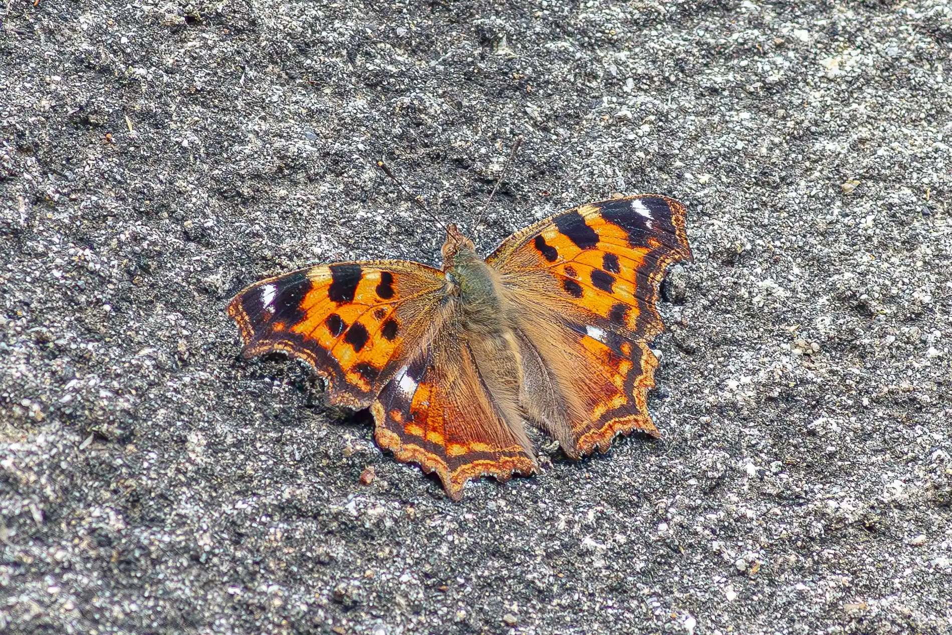 タテハチョウ科のシータテハとエルタテハ - ホタルの独り言 Part 2