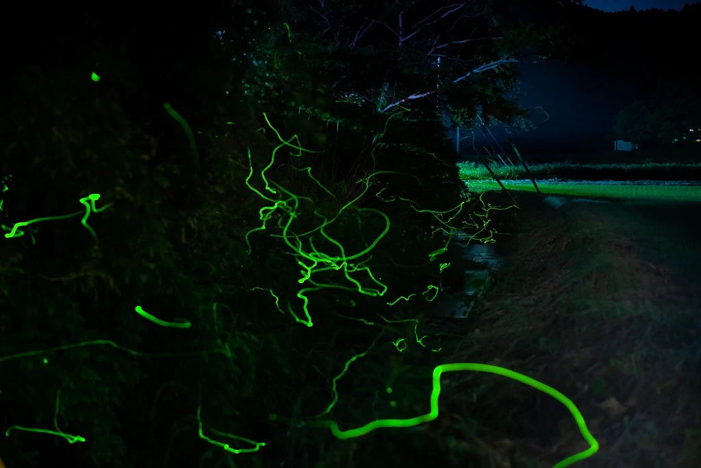 ゲンジボタルの写真