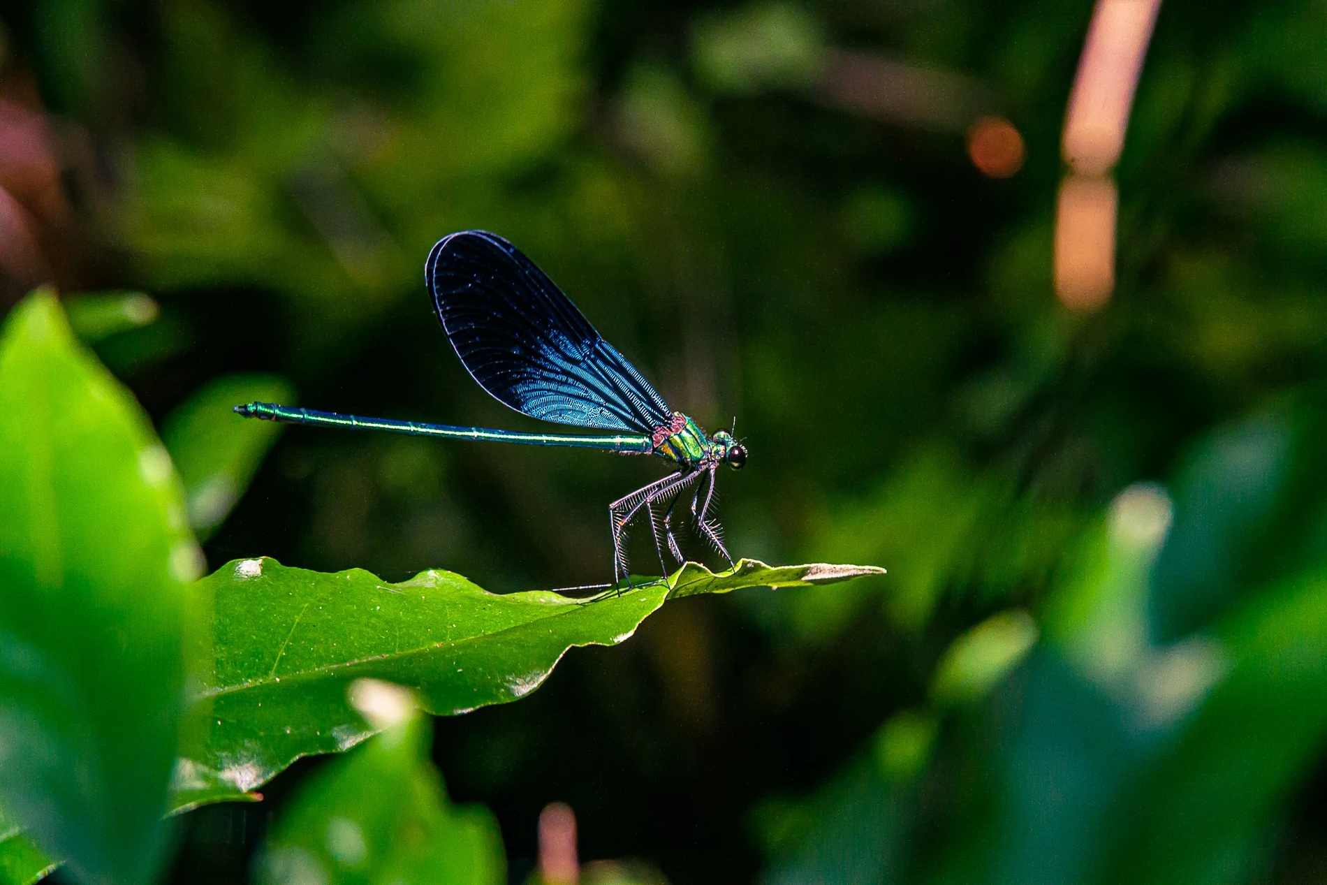 トンボ 標本 南西諸島 トンボ 標本 南西諸島 【公式通販】