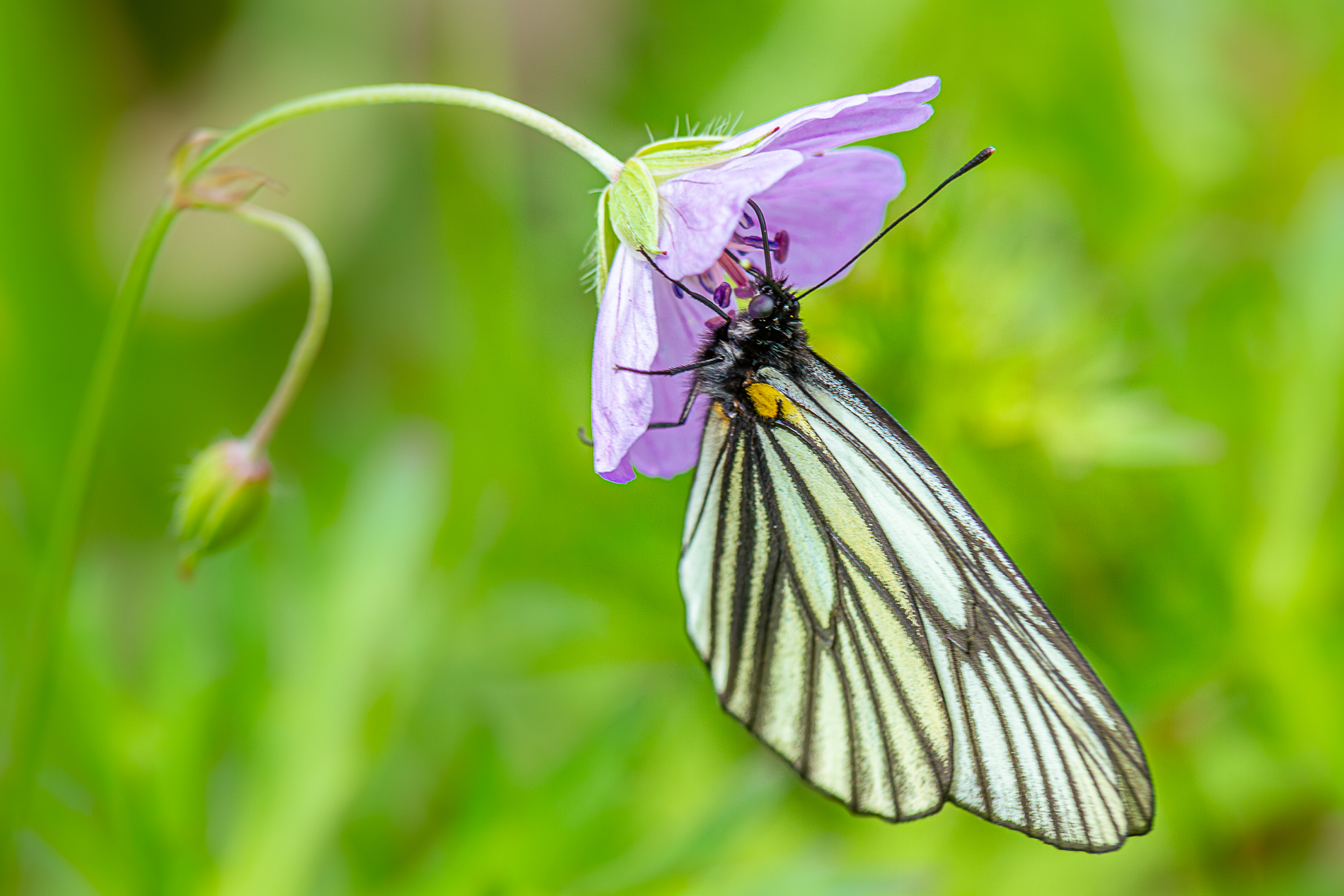 ミヤマシロチョウの特徴と生態 - ホタルの独り言 Part 2