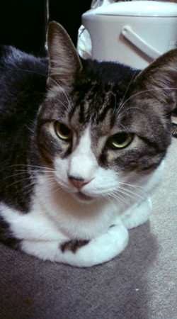 f:id:tokyo-sotai:20090215233018j:image f:id:tokyo-sotai:20090215233018j:image