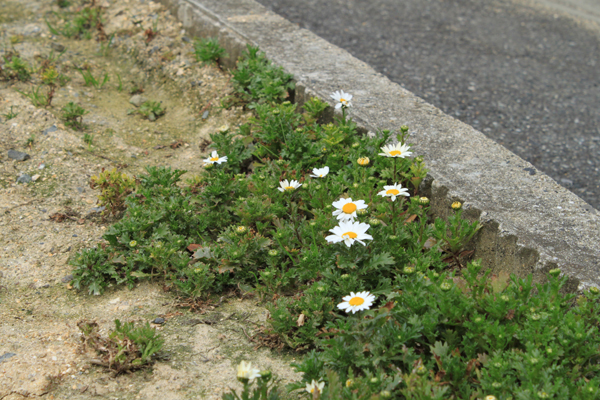 f:id:tokyo100k:20161017194307p:plain
