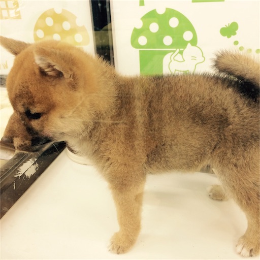 f:id:tokyo100k:20161124210716j:image