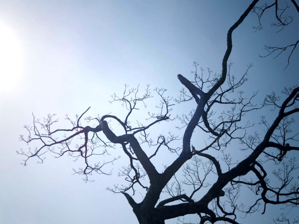 f:id:tokyo100k:20180313113712j:plain