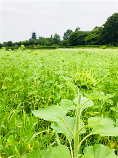 f:id:tokyo100k:20180624225902j:plain f:id:tokyo100k:20180624225902j:plain