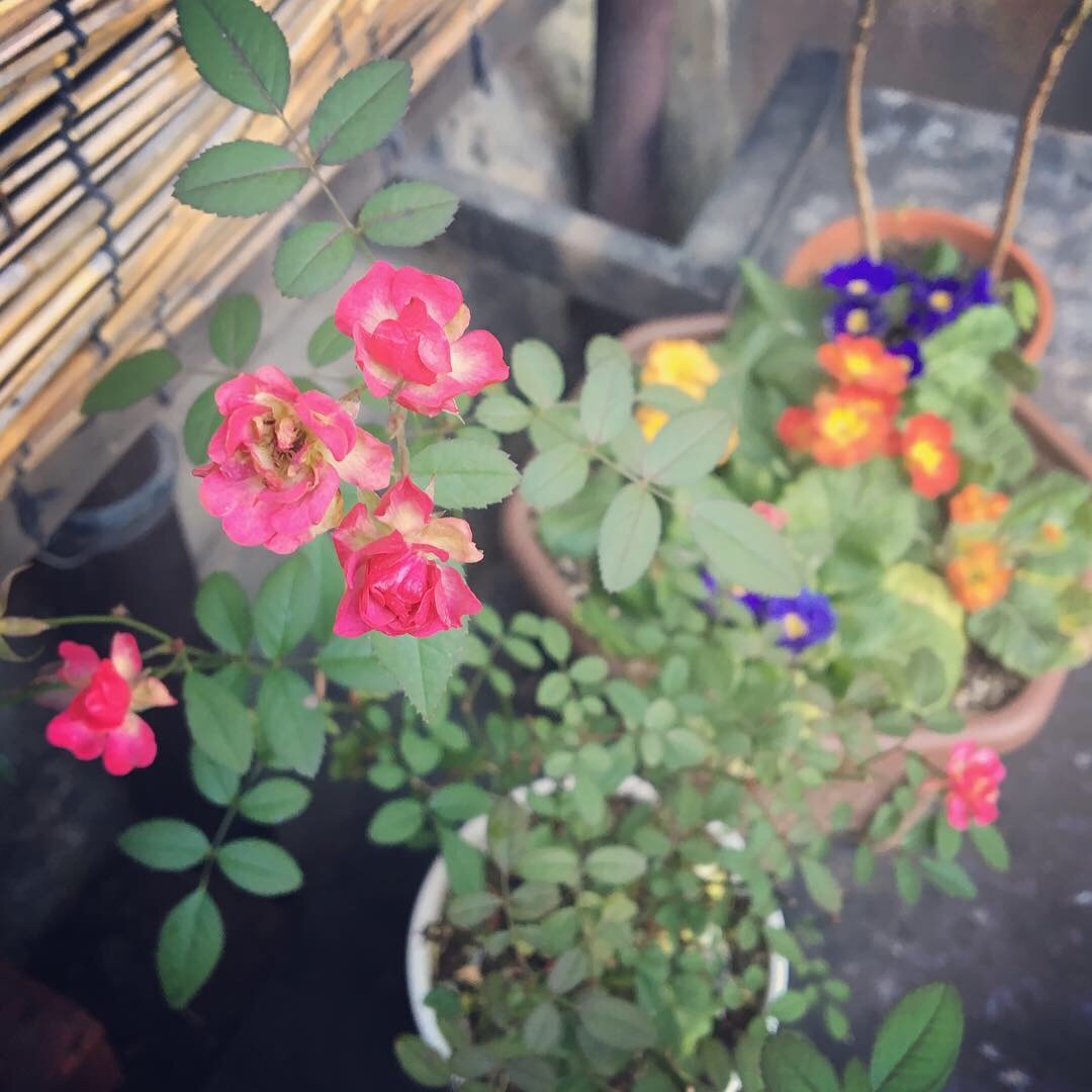 f:id:tokyo100k:20190114105051j:image