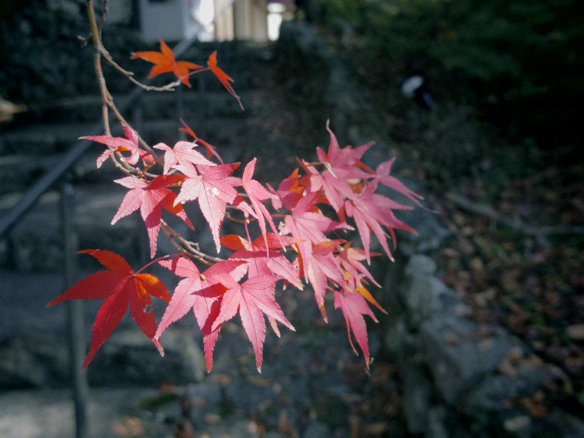 f:id:tokyo100k:20191113221649j:plain