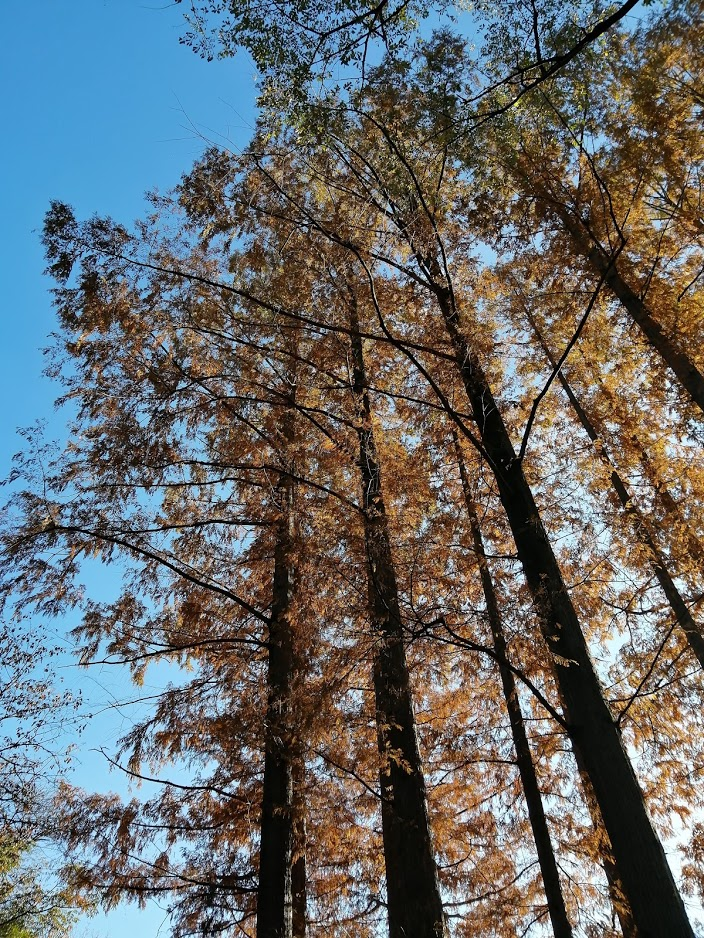 f:id:tokyo100k:20201205121046p:plain