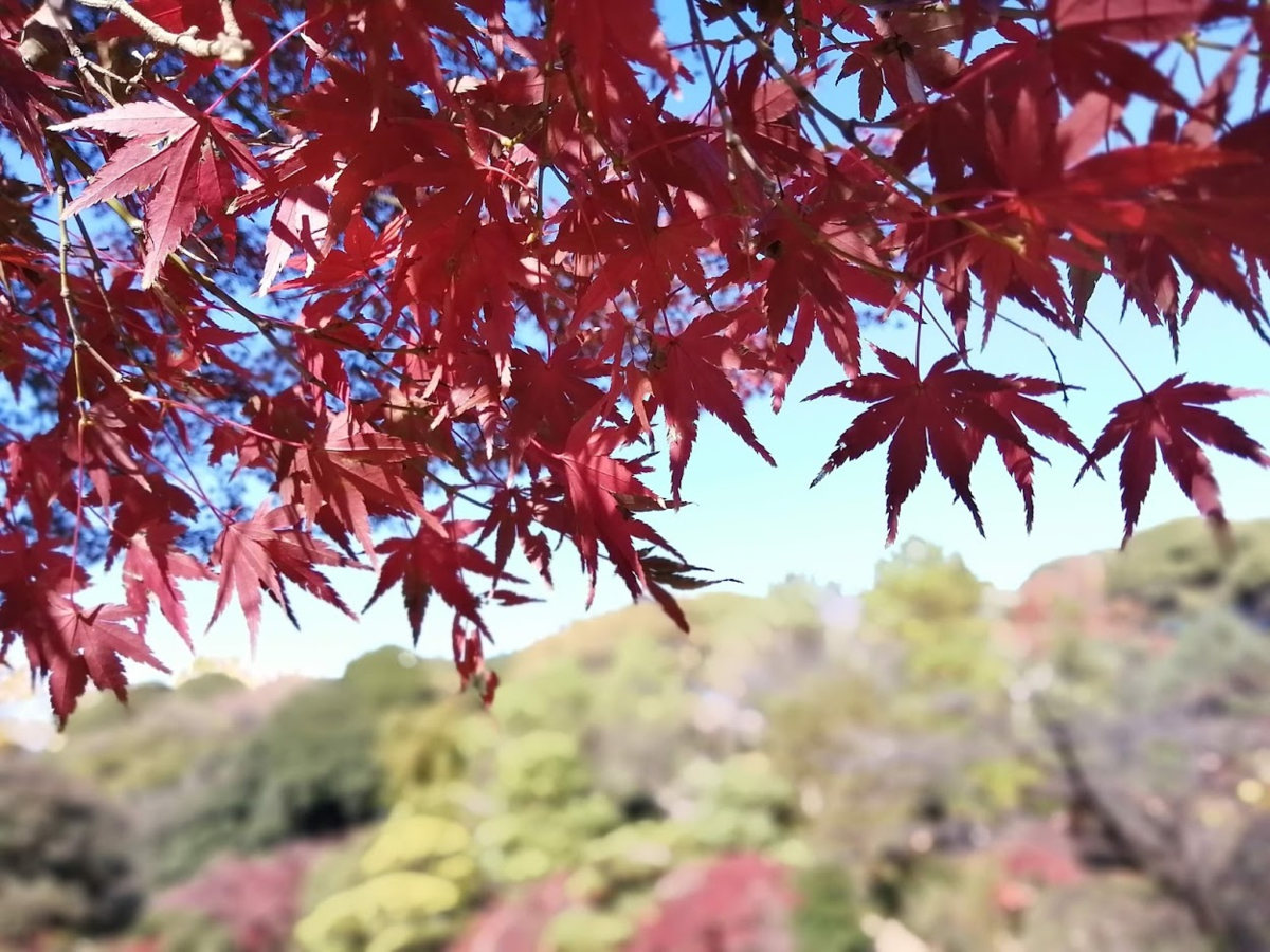 f:id:tokyo100k:20201205121123p:plain