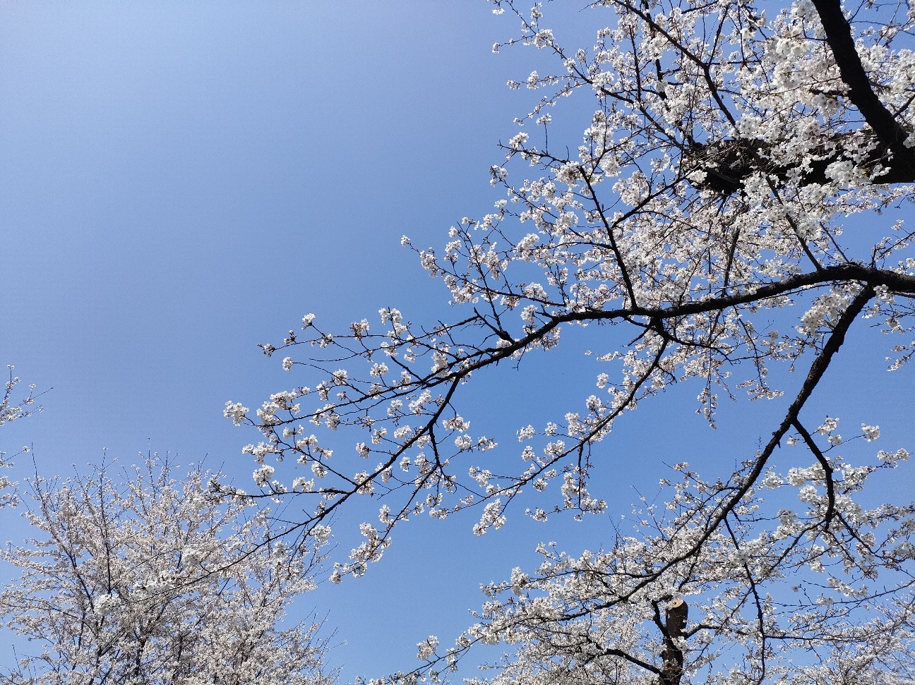 f:id:tokyo100k:20260401165026j:image