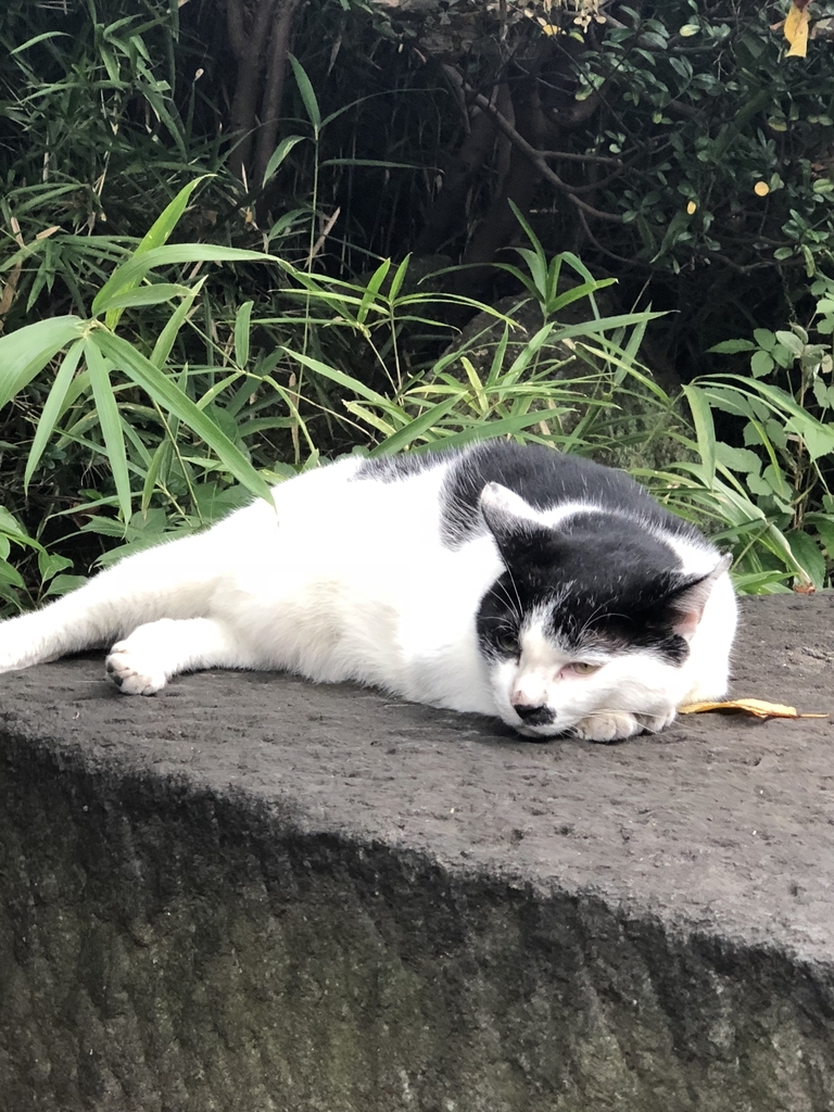 f:id:tokyoSaihakken:20180908111046j:plain f:id:tokyoSaihakken:20180908111046j:plain