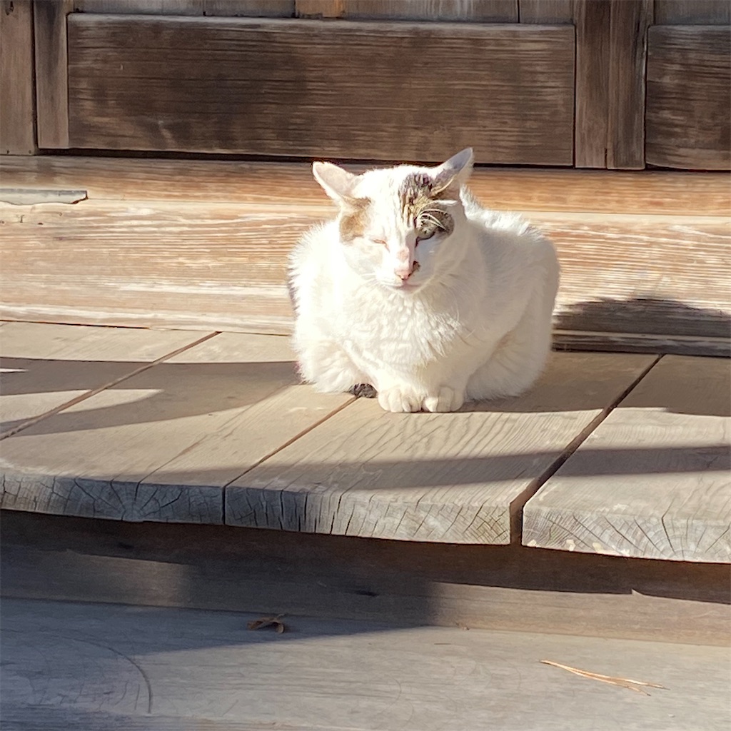 f:id:tokyo_downtown:20200121065203j:image