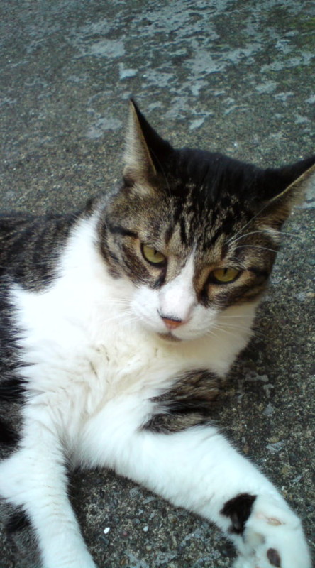 f:id:tokyo_sotai:20090627095345j:image