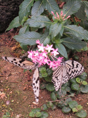 f:id:tokyo_sotai:20110220151853j:image
