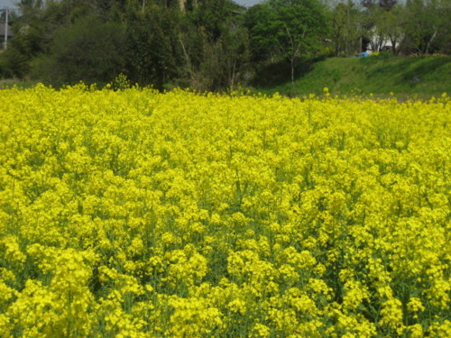 f:id:tokyo_sotai:20120428135645j:image