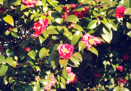 f:id:tokyo_sotai:20130131070240j:image f:id:tokyo_sotai:20130131070240j:image