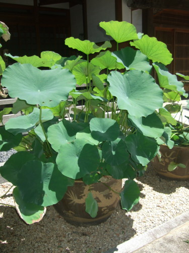 f:id:tokyo_sotai:20140711100455j:image:w360:left