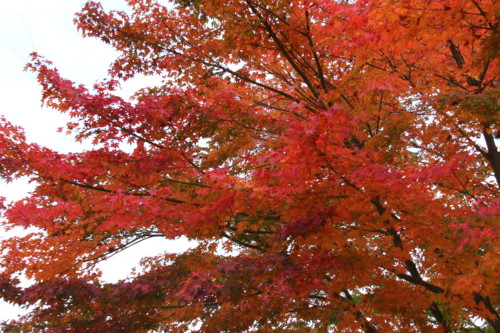 f:id:tokyo_sotai:20141111114851j:image f:id:tokyo_sotai:20141111114851j:image
