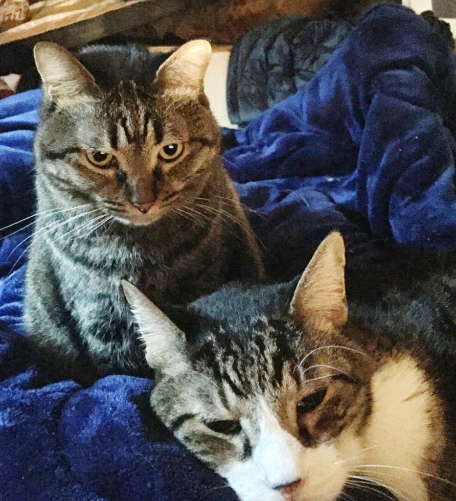 f:id:tokyo_sotai:20161210071536j:plain f:id:tokyo_sotai:20161210071536j:plain