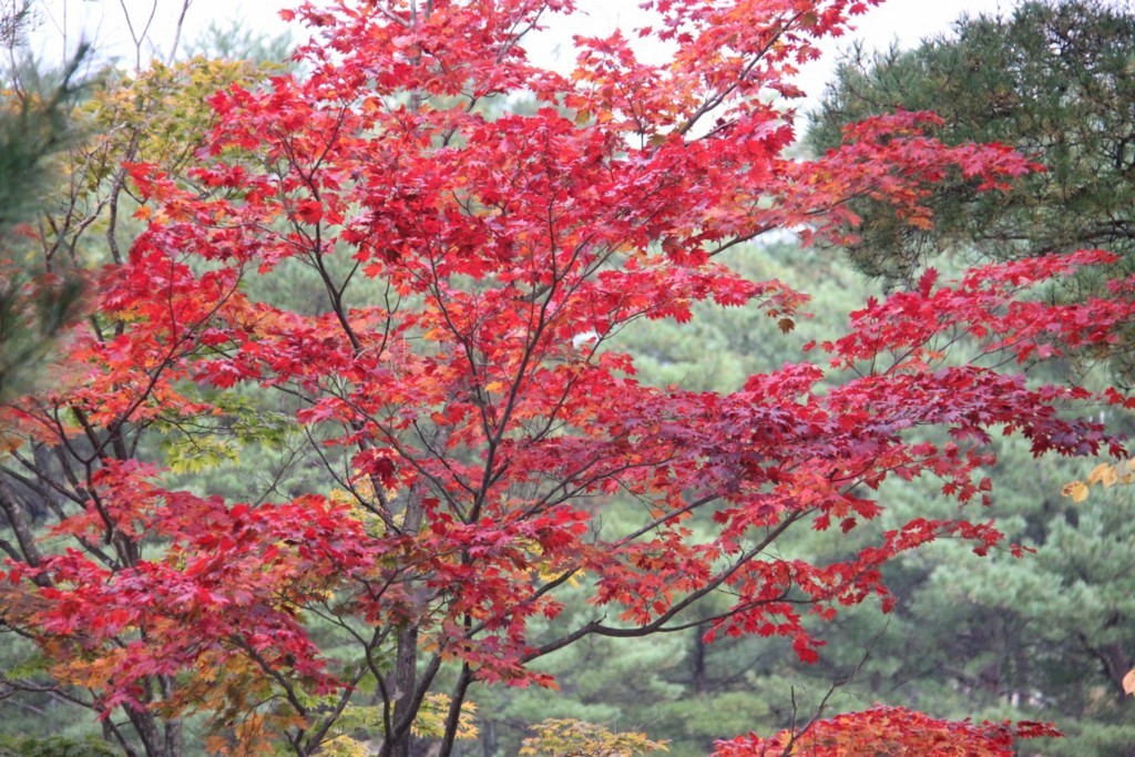 f:id:tokyo_sotai:20171201120155j:plain