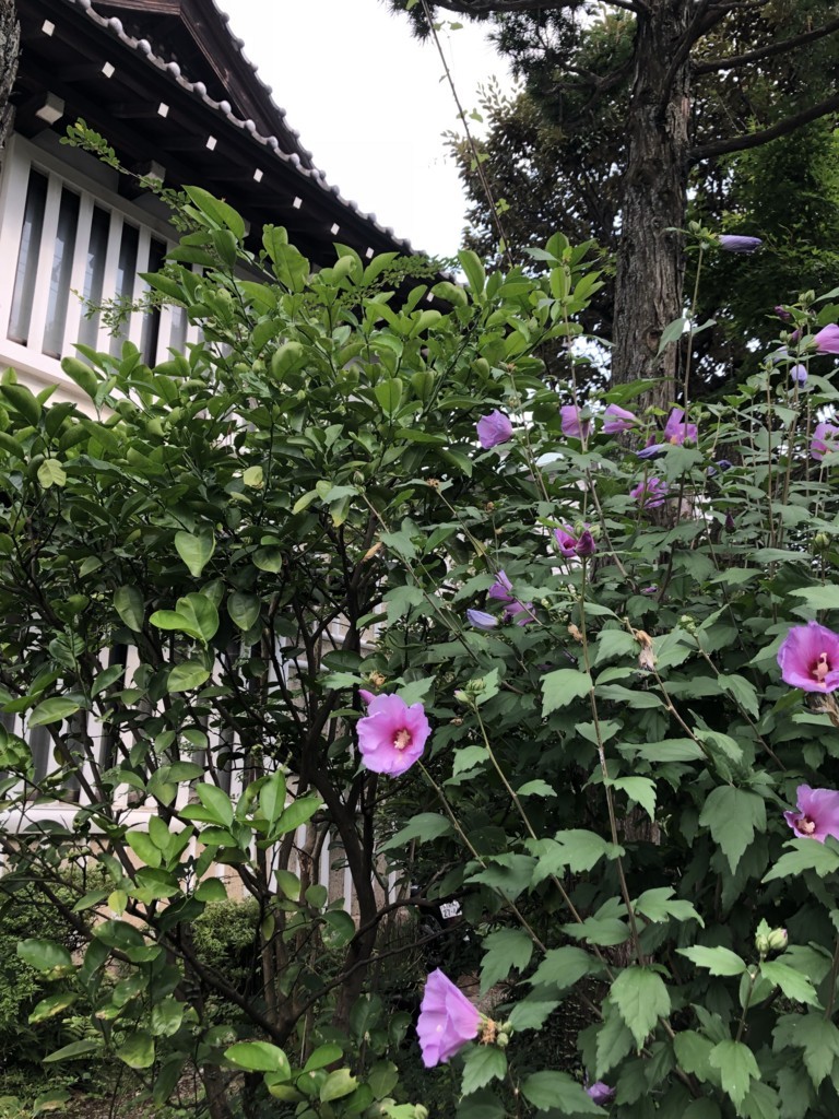 f:id:tokyo_sotai:20180720120155j:plain