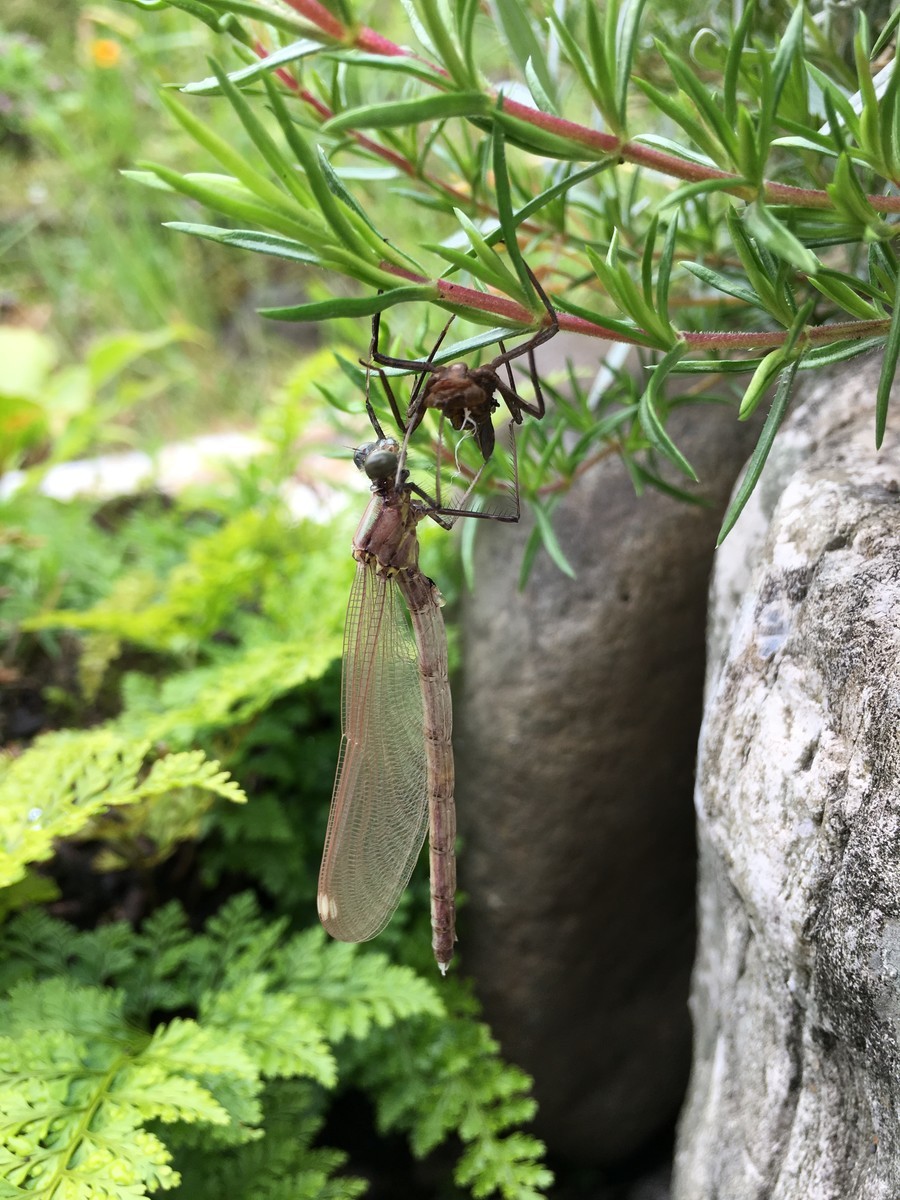 f:id:tokyo_sotai:20190621080456j:plain