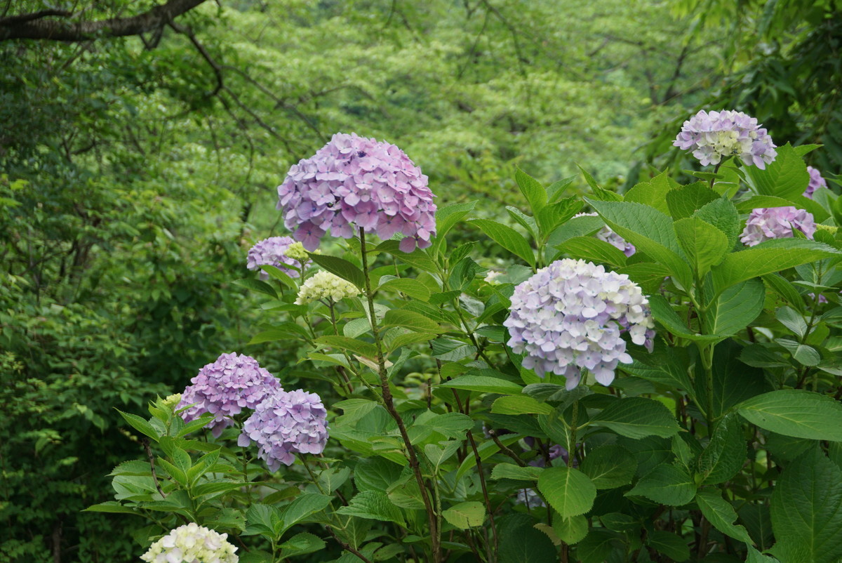 f:id:tokyo_sotai:20190627145036j:plain