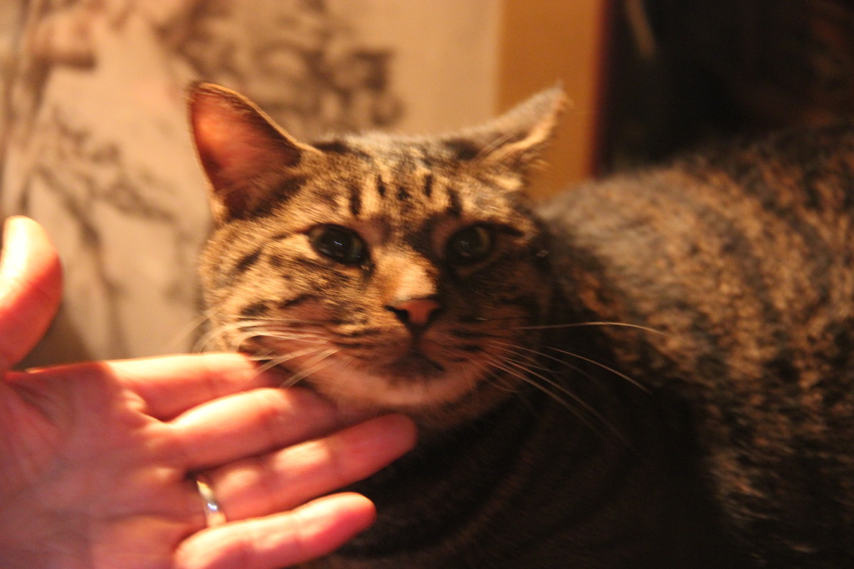 f:id:tokyo_sotai:20200725200109j:plain